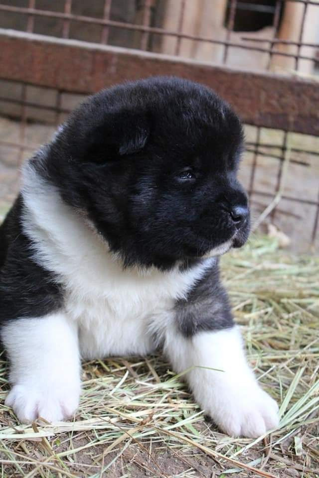 Triumf Sibiri Sting Shape of my Heart * Сэм  (Отец Zar Born To Be Famous Iz Ryzhei Stai , Мать Triumf Sibiri Dreams Come True)  Американская Акита кобель питомник RUBYLIGHT Санкт-Петербург