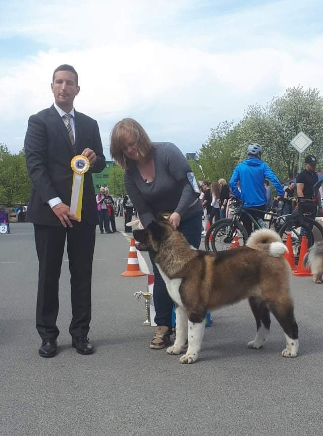 Triumf Sibiri Sting Shape of my Heart * Сэм  (Отец Zar Born To Be Famous Iz Ryzhei Stai , Мать Triumf Sibiri Dreams Come True)  Американская Акита кобель питомник RUBYLIGHT Санкт-Петербург