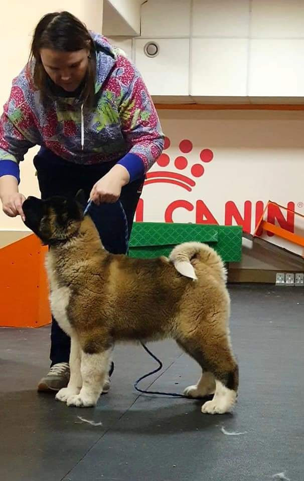 Triumf Sibiri Sting Shape of my Heart * Сэм  (Отец Zar Born To Be Famous Iz Ryzhei Stai , Мать Triumf Sibiri Dreams Come True)  Американская Акита кобель питомник RUBYLIGHT Санкт-Петербург