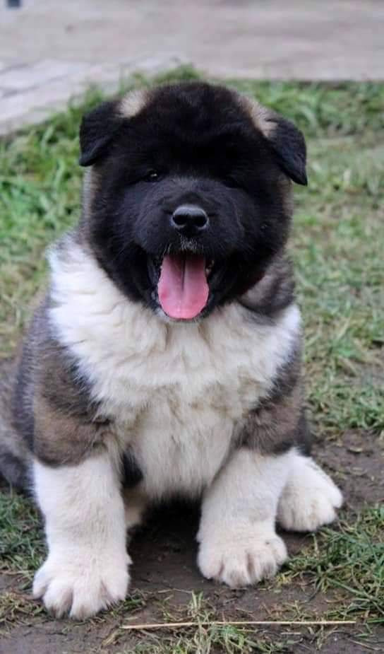 Triumf Sibiri Sting Shape of my Heart * Сэм  (Отец Zar Born To Be Famous Iz Ryzhei Stai , Мать Triumf Sibiri Dreams Come True)  Американская Акита кобель питомник RUBYLIGHT Санкт-Петербург