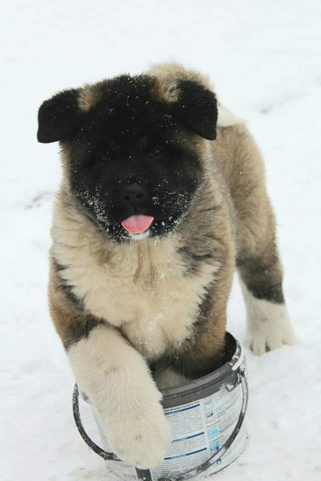 Triumf Sibiri Sting Shape of my Heart * Сэм  (Отец Zar Born To Be Famous Iz Ryzhei Stai , Мать Triumf Sibiri Dreams Come True)  Американская Акита кобель питомник RUBYLIGHT Санкт-Петербург