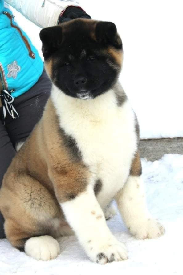 Triumf Sibiri Sting Shape of my Heart * Сэм  (Отец Zar Born To Be Famous Iz Ryzhei Stai , Мать Triumf Sibiri Dreams Come True)  Американская Акита кобель питомник RUBYLIGHT Санкт-Петербург