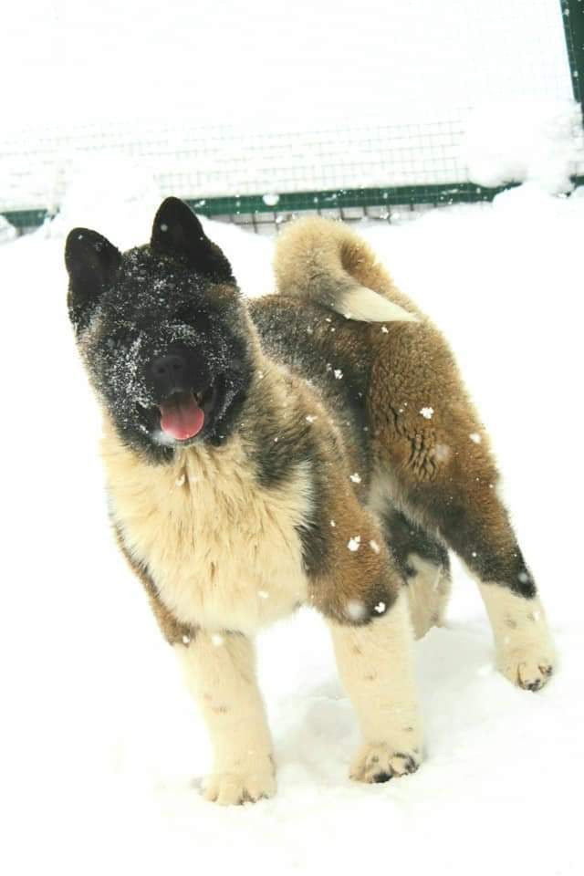 Triumf Sibiri Sting Shape of my Heart * Сэм  (Отец Zar Born To Be Famous Iz Ryzhei Stai , Мать Triumf Sibiri Dreams Come True)  Американская Акита кобель питомник RUBYLIGHT Санкт-Петербург