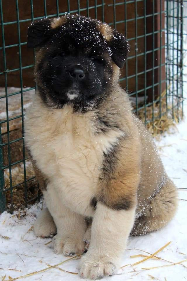 Triumf Sibiri Sting Shape of my Heart * Сэм  (Отец Zar Born To Be Famous Iz Ryzhei Stai , Мать Triumf Sibiri Dreams Come True)  Американская Акита кобель питомник RUBYLIGHT Санкт-Петербург