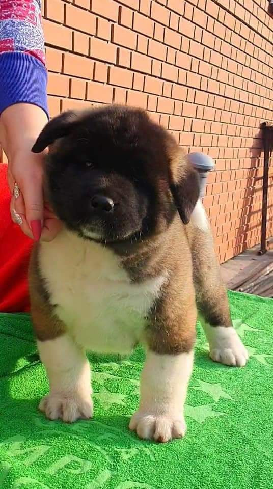 Triumf Sibiri Sting Shape of my Heart * Сэм  (Отец Zar Born To Be Famous Iz Ryzhei Stai , Мать Triumf Sibiri Dreams Come True)  Американская Акита кобель питомник RUBYLIGHT Санкт-Петербург