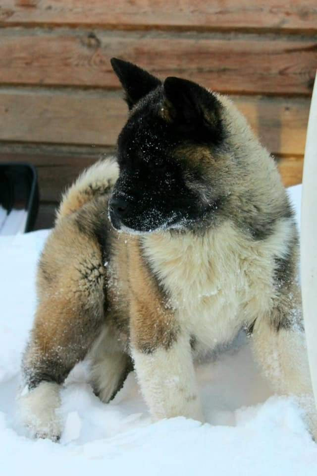 Triumf Sibiri Sting Shape of my Heart * Сэм  (Отец Zar Born To Be Famous Iz Ryzhei Stai , Мать Triumf Sibiri Dreams Come True)  Американская Акита кобель питомник RUBYLIGHT Санкт-Петербург