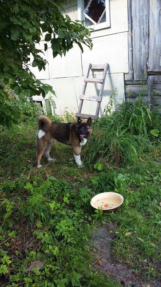 Svargas Odissey * Чоко. AMERICAN AKITA RUBYLIGHT KENNEL I SHIBA-INU