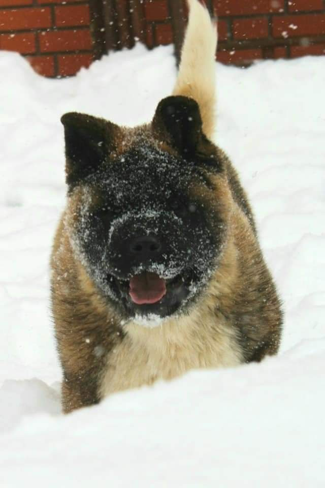 Triumf Sibiri Sting Shape of my Heart * Сэм  (Отец Zar Born To Be Famous Iz Ryzhei Stai , Мать Triumf Sibiri Dreams Come True)  Американская Акита кобель питомник RUBYLIGHT Санкт-Петербург