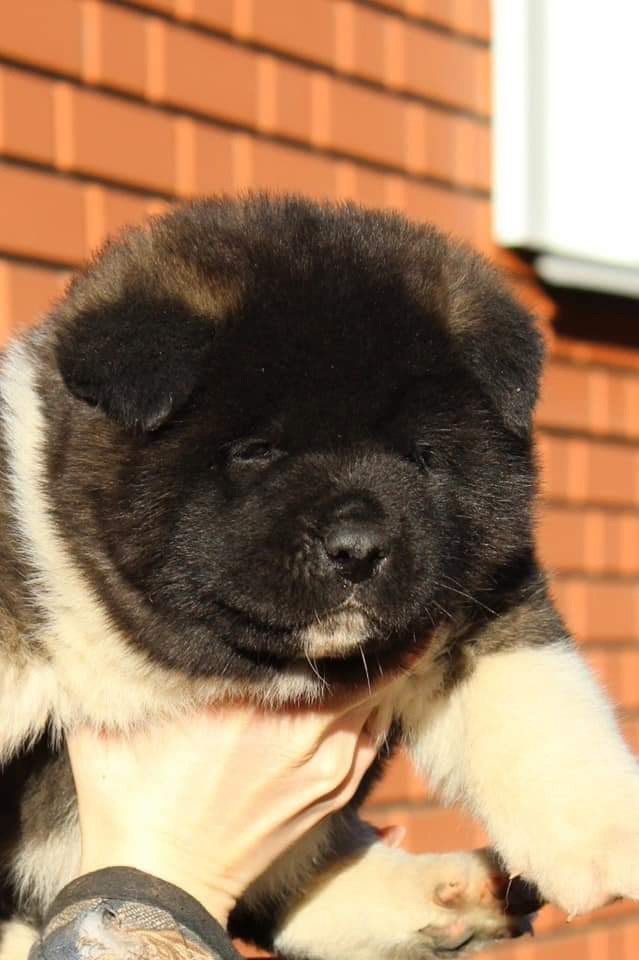 Triumf Sibiri Sting Shape of my Heart * Сэм  (Отец Zar Born To Be Famous Iz Ryzhei Stai , Мать Triumf Sibiri Dreams Come True)  Американская Акита кобель питомник RUBYLIGHT Санкт-Петербург