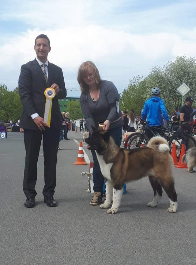 Triumf Sibiri Sting Shape of my Heart * Сэм  (Отец Zar Born To Be Famous Iz Ryzhei Stai , Мать Triumf Sibiri Dreams Come True)  Американская Акита кобель питомник RUBYLIGHT Санкт-Петербург