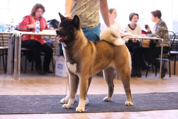 Svargas Only and one * Риша. AMERICAN AKITA RUBYLIGHT KENNEL I SHIBA-INU