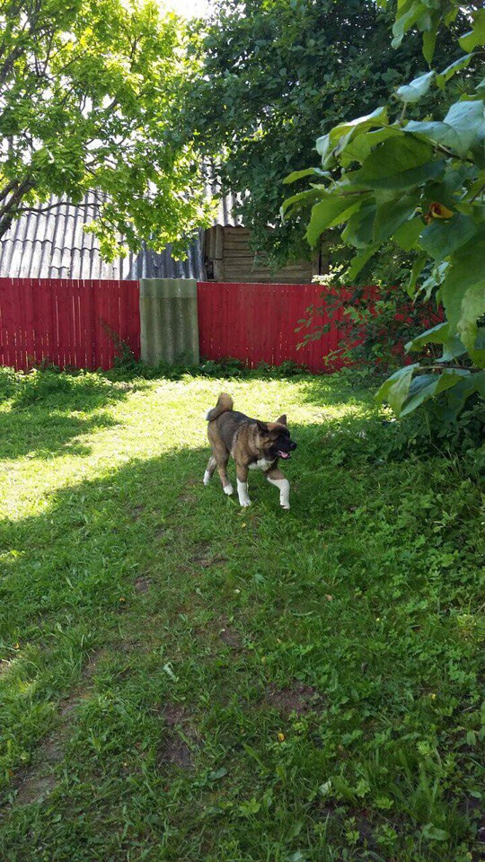 Svargas Odissey * Чоко. AMERICAN AKITA RUBYLIGHT KENNEL I SHIBA-INU