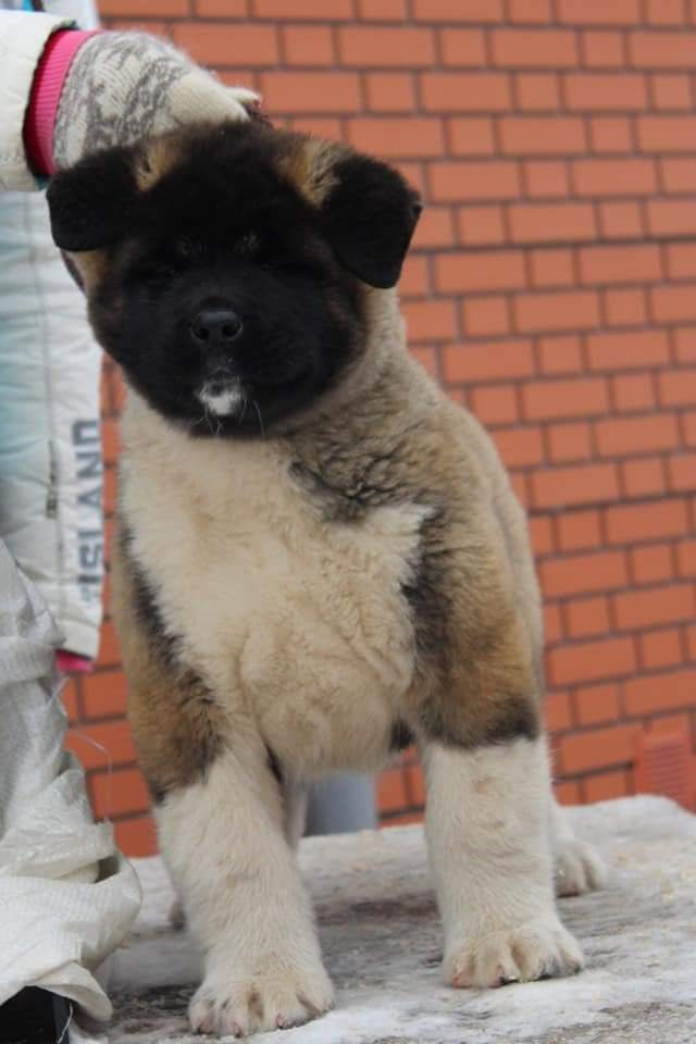 Triumf Sibiri Sting Shape of my Heart * Сэм  (Отец Zar Born To Be Famous Iz Ryzhei Stai , Мать Triumf Sibiri Dreams Come True)  Американская Акита кобель питомник RUBYLIGHT Санкт-Петербург