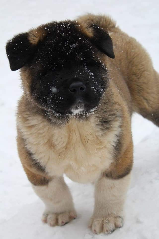 Triumf Sibiri Sting Shape of my Heart * Сэм  (Отец Zar Born To Be Famous Iz Ryzhei Stai , Мать Triumf Sibiri Dreams Come True)  Американская Акита кобель питомник RUBYLIGHT Санкт-Петербург