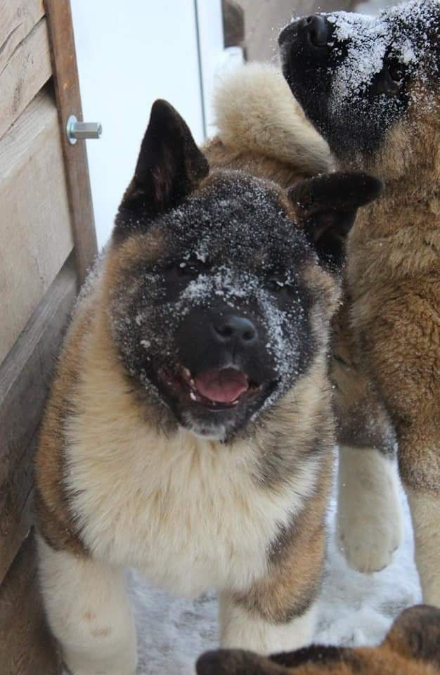 Triumf Sibiri Sting Shape of my Heart * Сэм  (Отец Zar Born To Be Famous Iz Ryzhei Stai , Мать Triumf Sibiri Dreams Come True)  Американская Акита кобель питомник RUBYLIGHT Санкт-Петербург