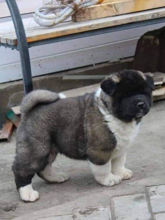 Triumf Sibiri Sting Shape of my Heart * Сэм  (Отец Zar Born To Be Famous Iz Ryzhei Stai , Мать Triumf Sibiri Dreams Come True)  Американская Акита кобель питомник RUBYLIGHT Санкт-Петербург