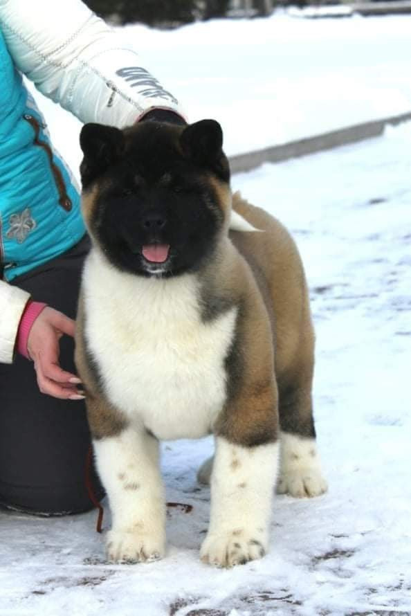 Triumf Sibiri Sting Shape of my Heart * Сэм  (Отец Zar Born To Be Famous Iz Ryzhei Stai , Мать Triumf Sibiri Dreams Come True)  Американская Акита кобель питомник RUBYLIGHT Санкт-Петербург