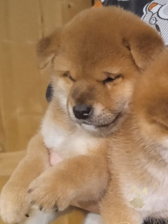 сиба питомник Рубилайт щенки на продажу rubylight  сиба щенки купить