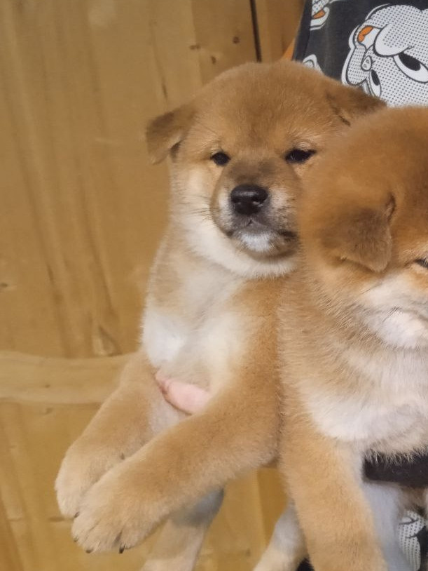 сиба питомник Рубилайт щенки на продажу rubylight  сиба щенки купить