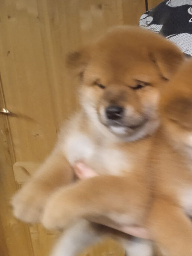 сиба питомник Рубилайт щенки на продажу rubylight  сиба щенки купить