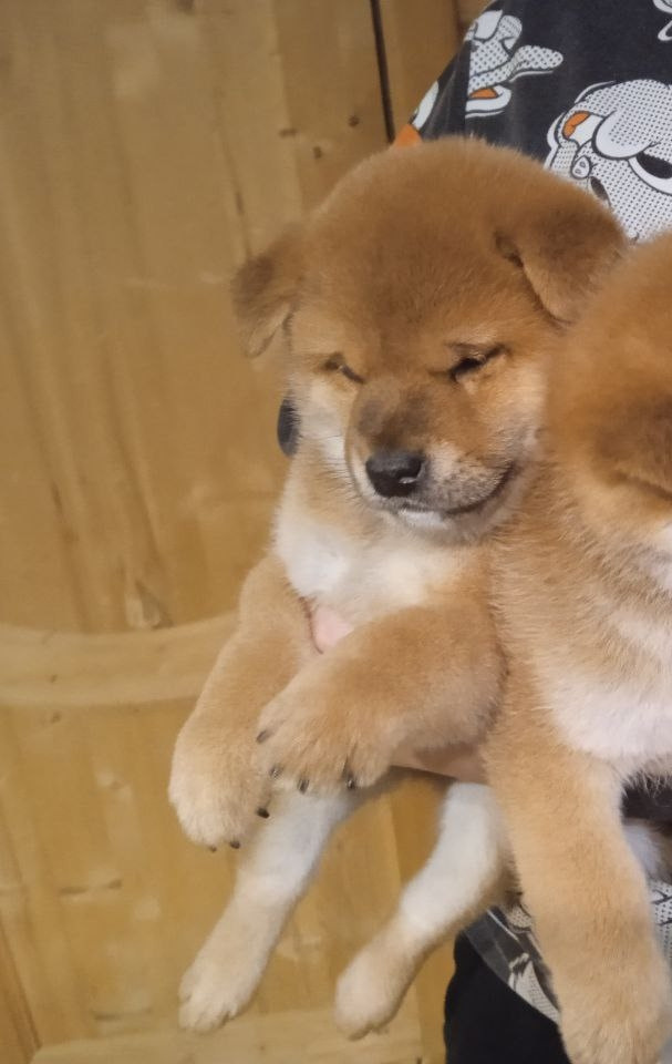 сиба питомник Рубилайт щенки на продажу rubylight  сиба щенки купить