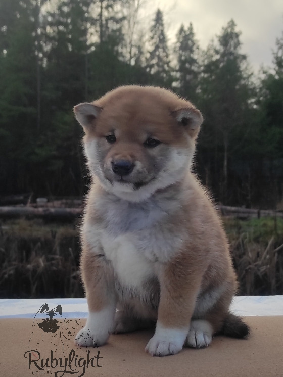 Щенки сиба-ину, шиба, Отец: SHIOMARU EVER DREAM Мать: TRIUMF SIBIRI AKIKO CHIKAKO, Санкт-Петербург, RUBYLIGHT kennel