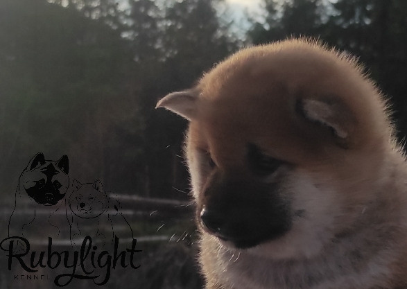 Rubylight Lucky, Отец: SHIOMARU EVER DREAM Мать: TRIUMF SIBIRI AKIKO CHIKAKO, Санкт-Петербург, RUBYLIGHT kennel