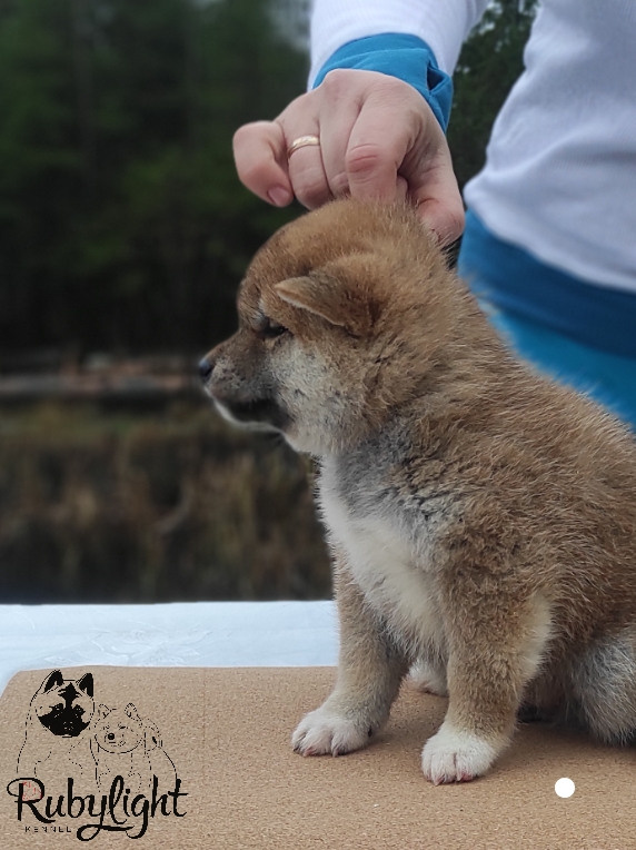 Щенки сиба-ину, шиба, Отец: SHIOMARU EVER DREAM Мать: TRIUMF SIBIRI AKIKO CHIKAKO, Санкт-Петербург, RUBYLIGHT kennel