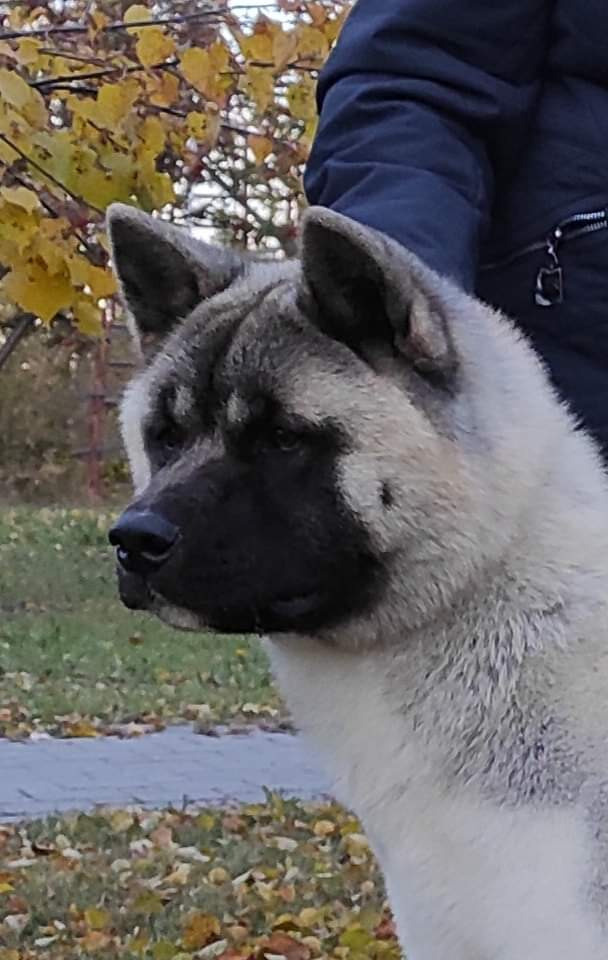 Вольф * Dilinze's Hause Orion  Wolf кобель Акита Рубилайт Rubylight питомник вязка американская акита