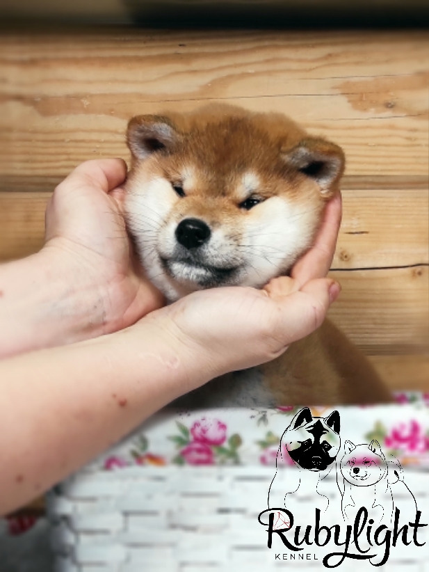 Щенки сиба-ину, шиба, Отец: SHIOMARU EVER DREAM Мать: TRIUMF SIBIRI AKIKO CHIKAKO, Санкт-Петербург, RUBYLIGHT kennel