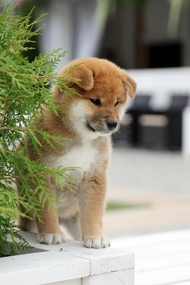 SHIOMARU EVER DREAM, RUBYLIGHT KENNEL, St.Petersburg