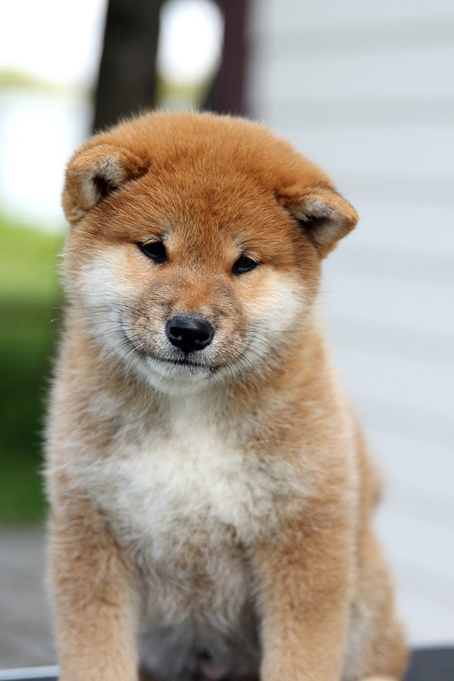 SHIOMARU EVER DREAM, RUBYLIGHT KENNEL, St.Petersburg