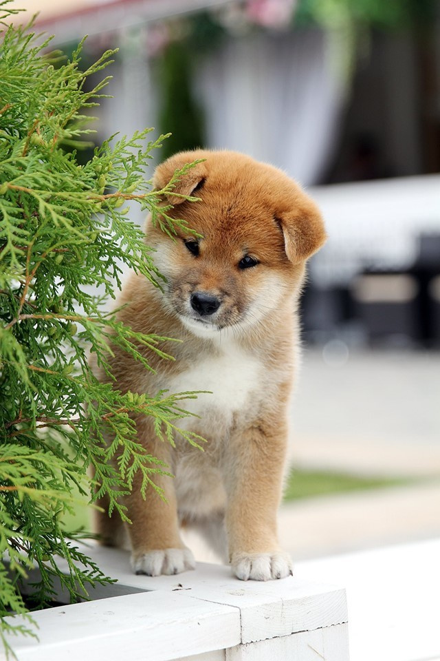 SHIOMARU EVER DREAM, RUBYLIGHT KENNEL, St.Petersburg