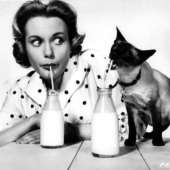 Мудборд «Рустим и мопс»