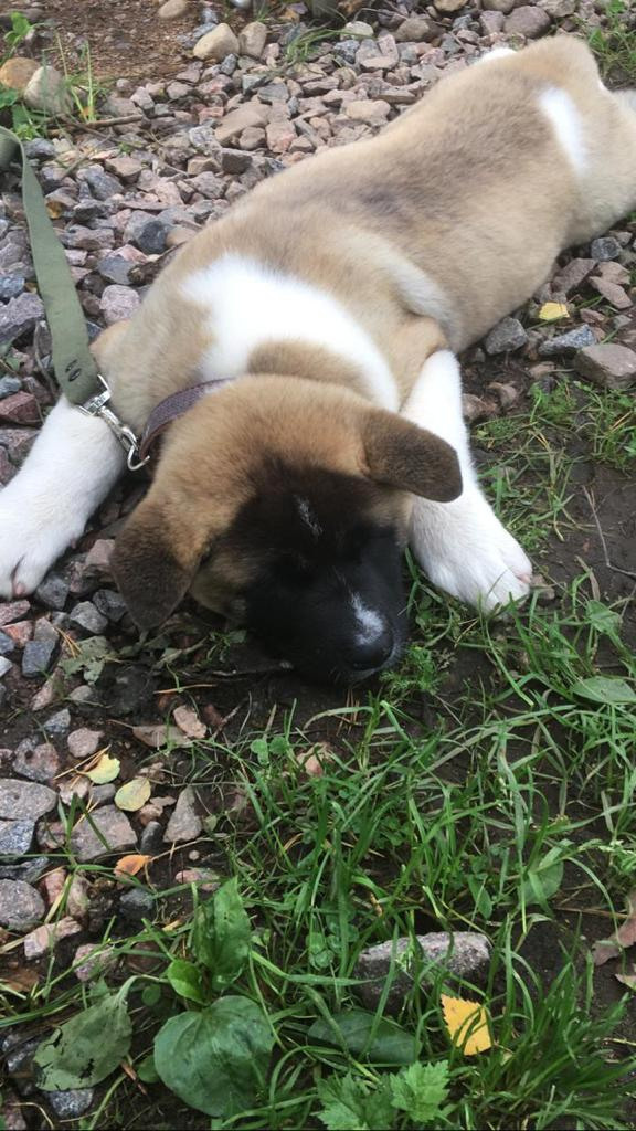 Бриз * ORSON UELLS американская акита