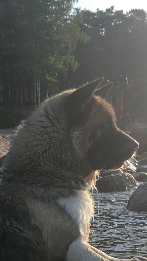 Бриз * ORSON UELLS американская акита