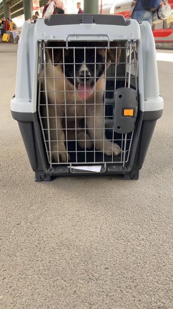 Бриз * ORSON UELLS американская акита