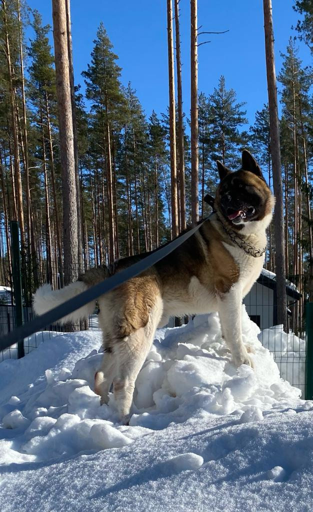 Бриз * ORSON UELLS американская акита