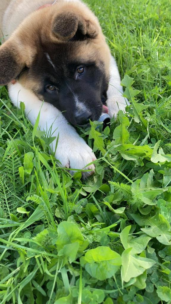 Бриз * ORSON UELLS американская акита