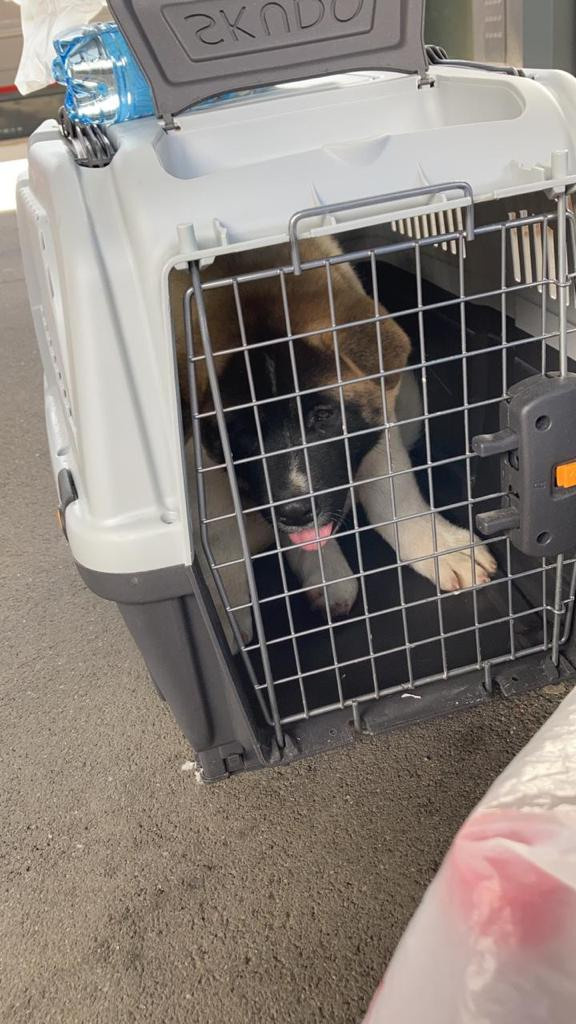 Бриз * ORSON UELLS американская акита