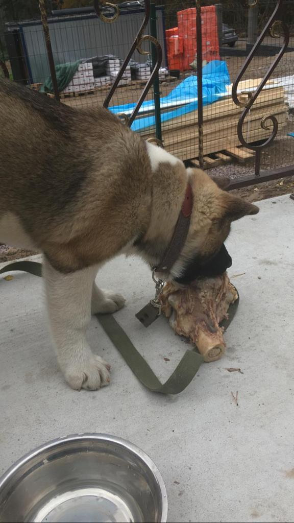 Бриз * ORSON UELLS американская акита