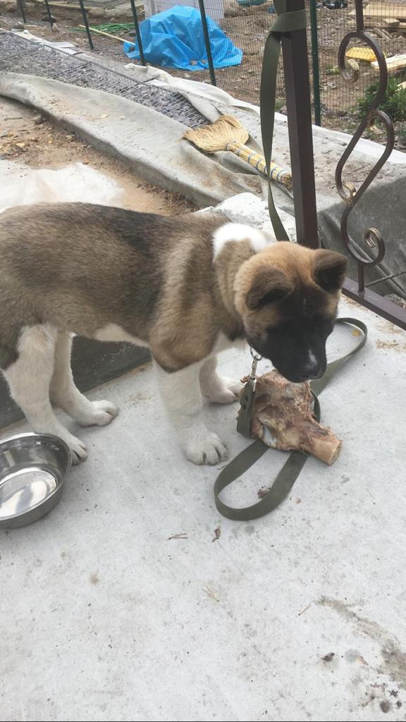 Бриз * ORSON UELLS американская акита