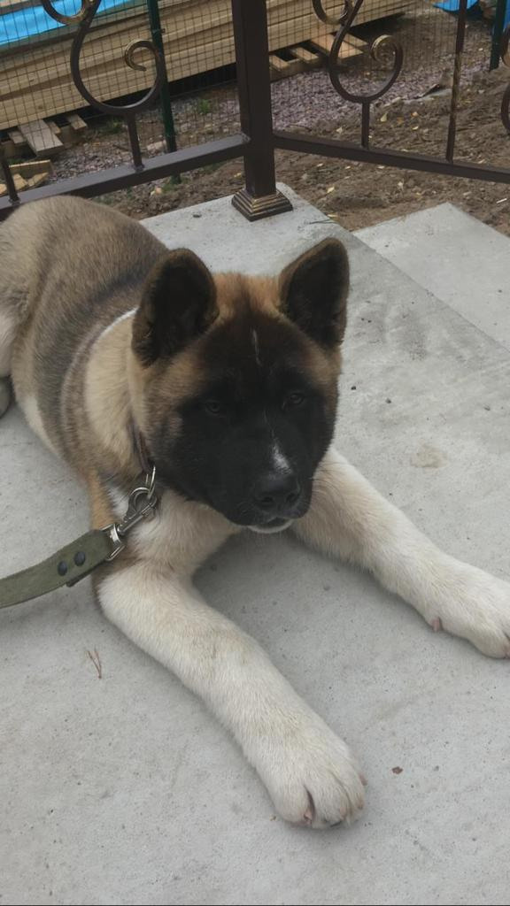 Бриз * ORSON UELLS американская акита