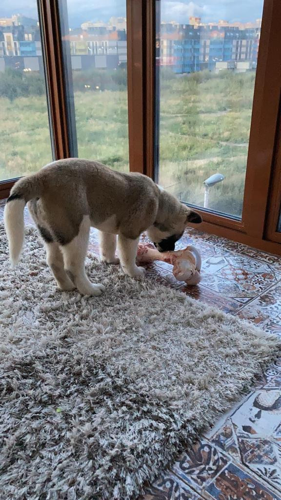 Бриз * ORSON UELLS американская акита