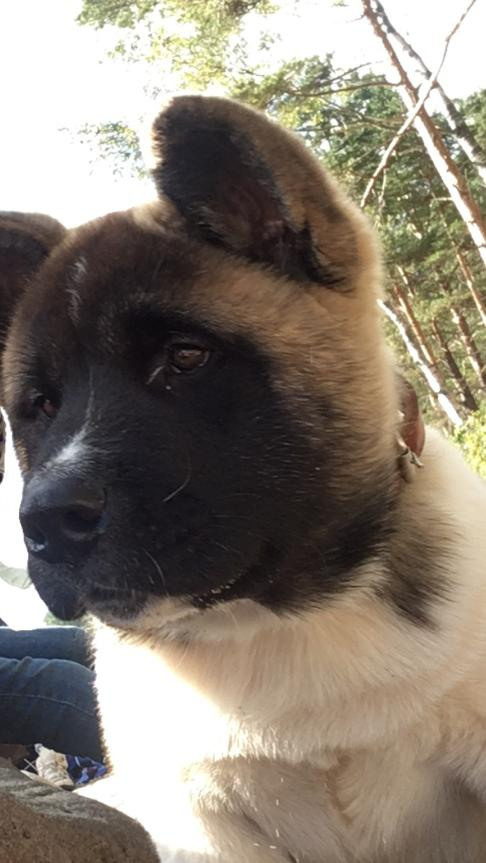 Бриз * ORSON UELLS американская акита