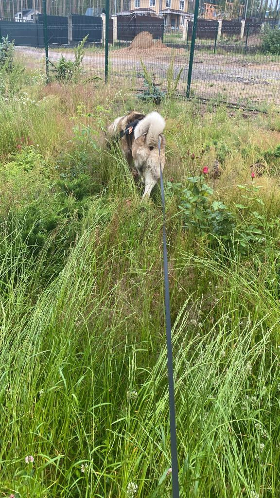 Бриз * ORSON UELLS американская акита