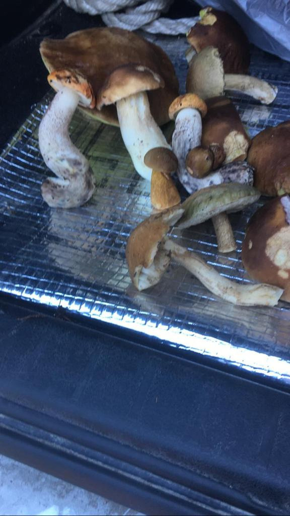 Бриз * ORSON UELLS американская акита