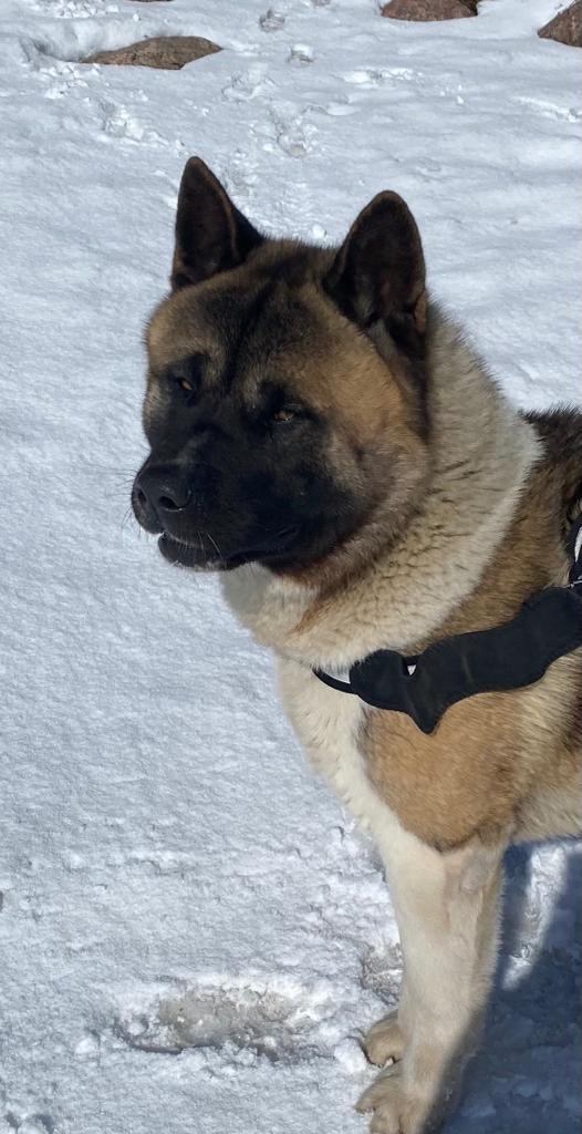 Бриз * ORSON UELLS американская акита