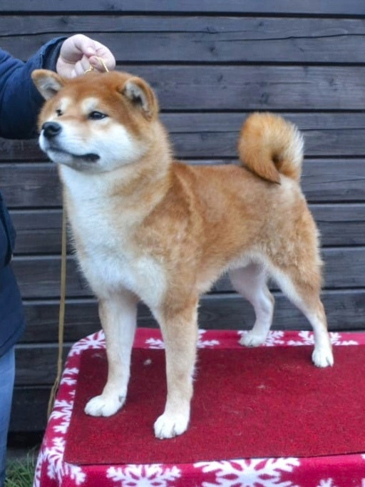 Локи * Shiomaru EVER DREAM * LOKI