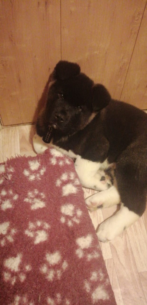 Rubylight Grom Американская акита питомник Рубилайт